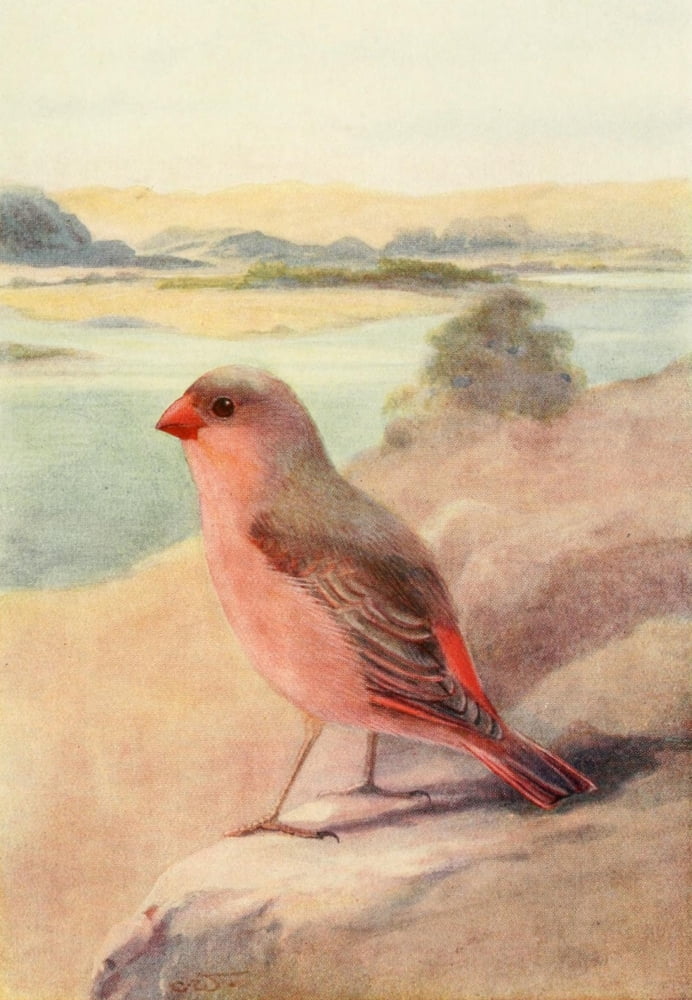 Egyptian Birds 1909 Desert Bullfinch or Trumpeter Finch Canvas Art - Charles Whymper (18 x 24)