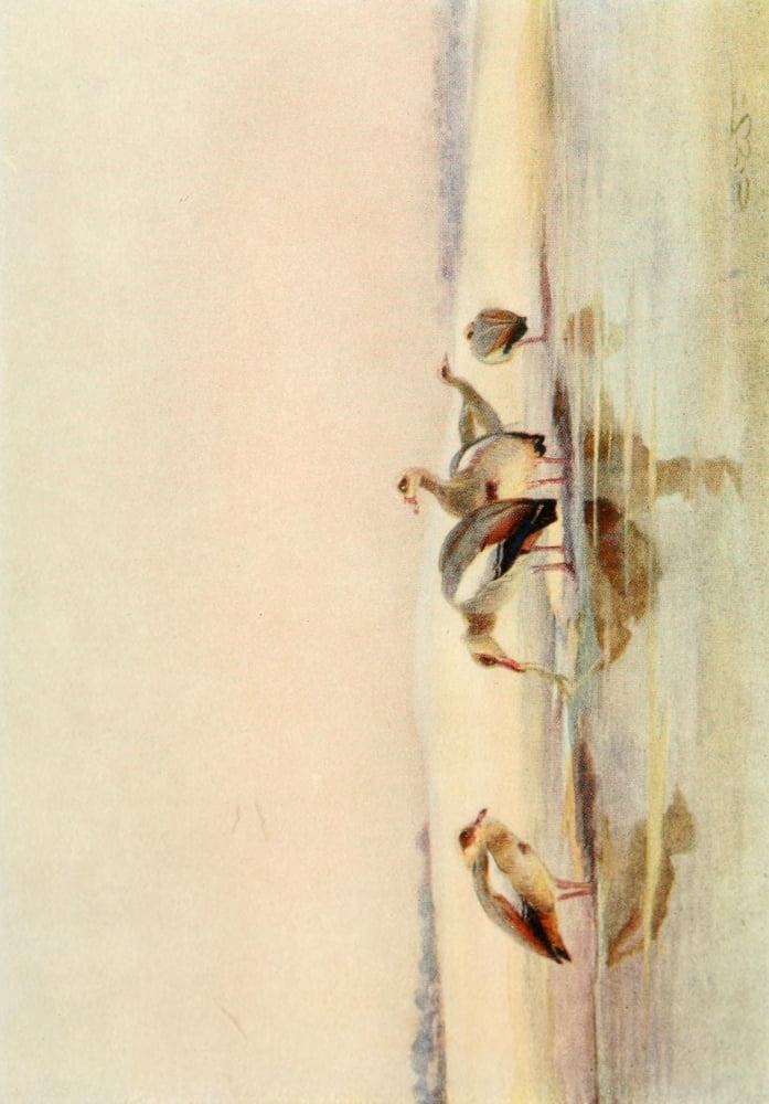 Egyptian Birds 1909 Egyptian Geese Canvas Art - Charles Whymper (18 x 24)