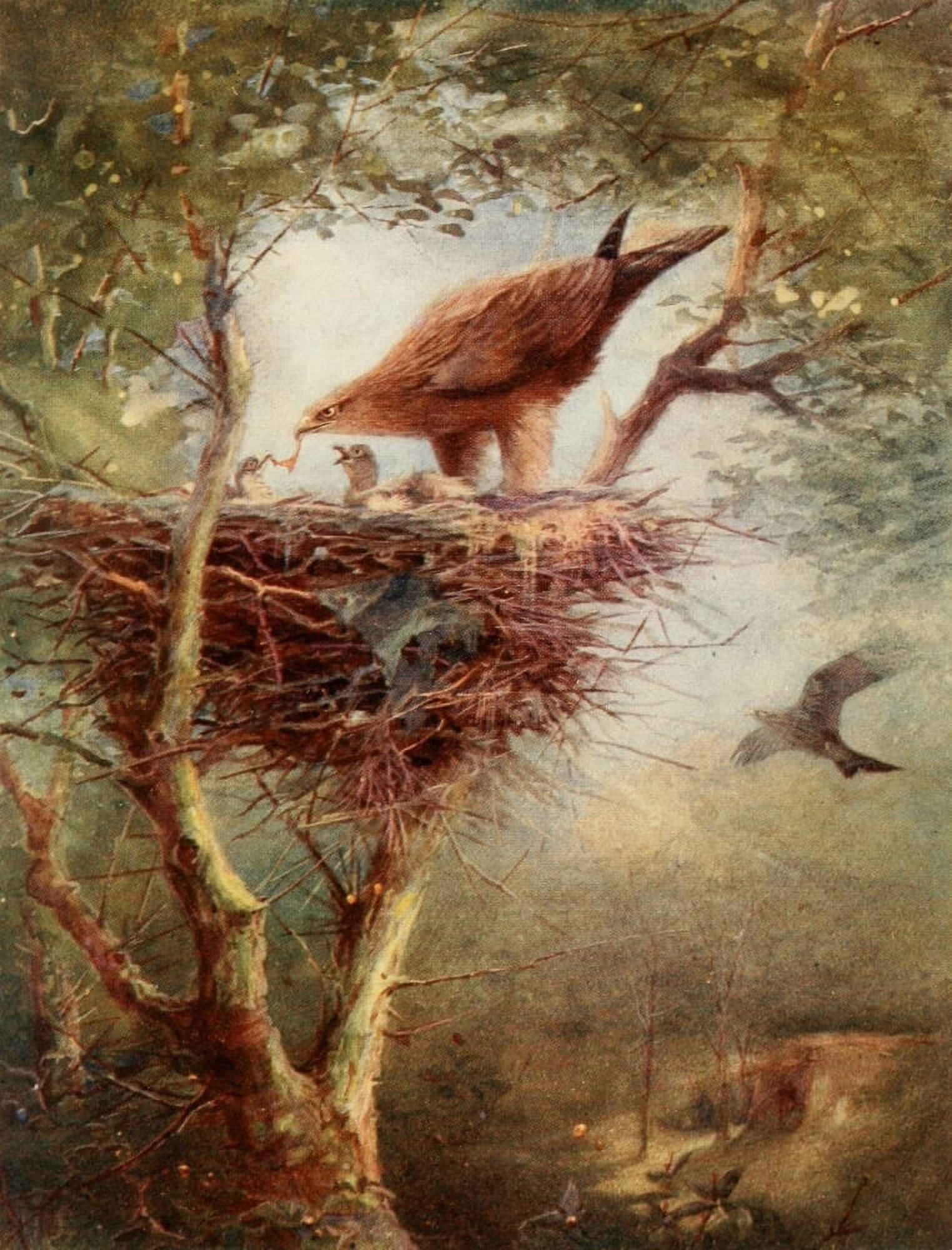 Egyptian Birds 1909 Egyptian Kite Canvas Art - Charles Whymper (18 x 24)
