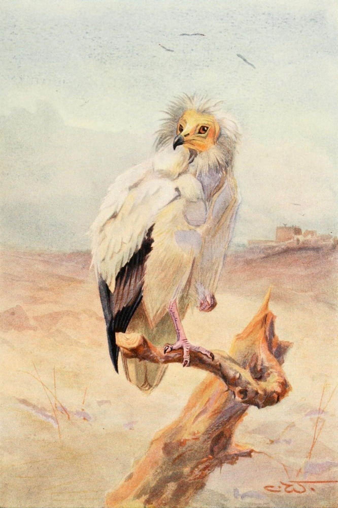 Egyptian Birds 1909 Egyptian Vulture Canvas Art - Charles Whymper (18 x 24)
