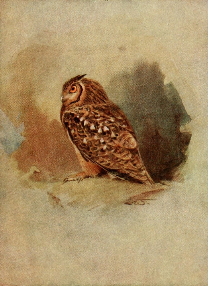 Egyptian Birds 1909 Egyptian eagle owl Canvas Art - Charles Whymper (24 x 36)