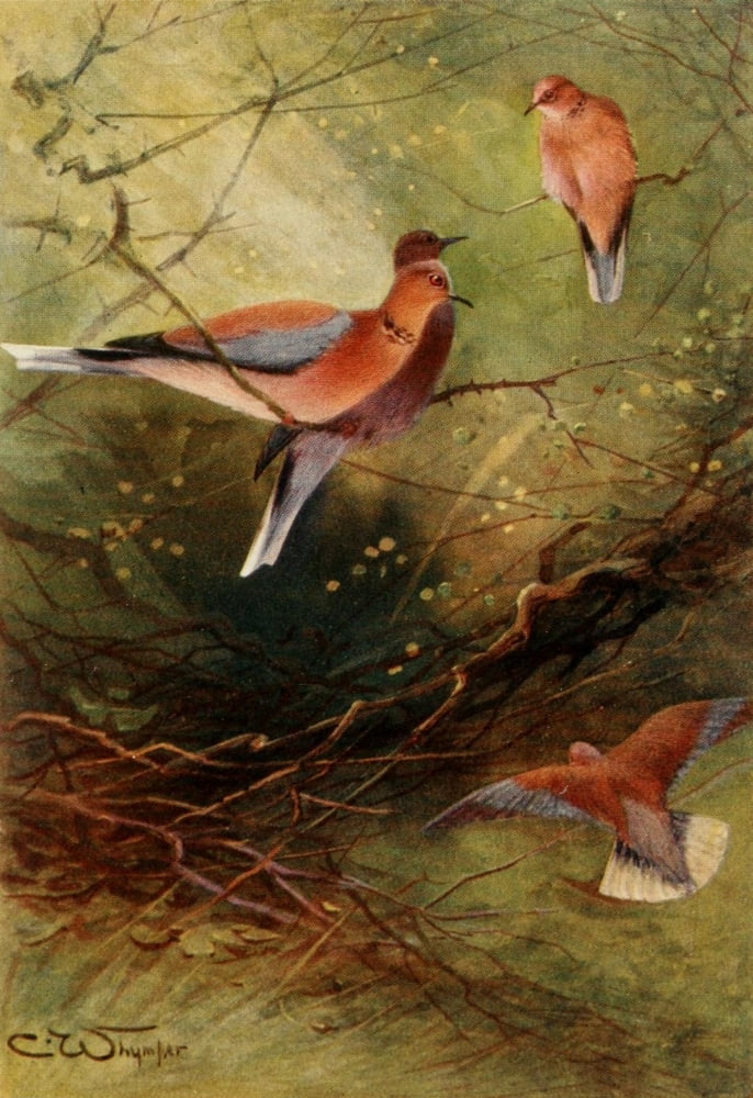Egyptian Birds 1909 Egyptian palm-doves Canvas Art - Charles Whymper (18 x 24)