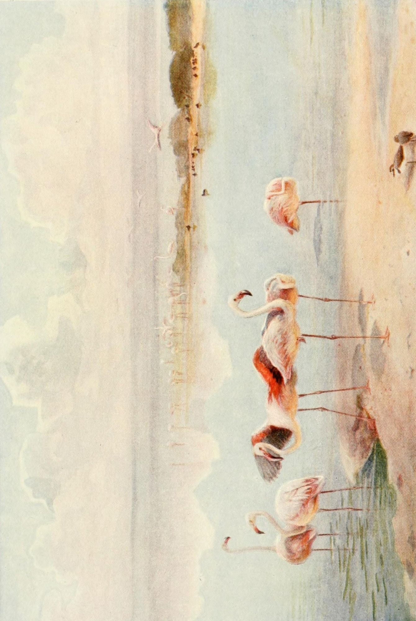 Egyptian Birds 1909 Flamingo Canvas Art - Charles Whymper (18 x 24)