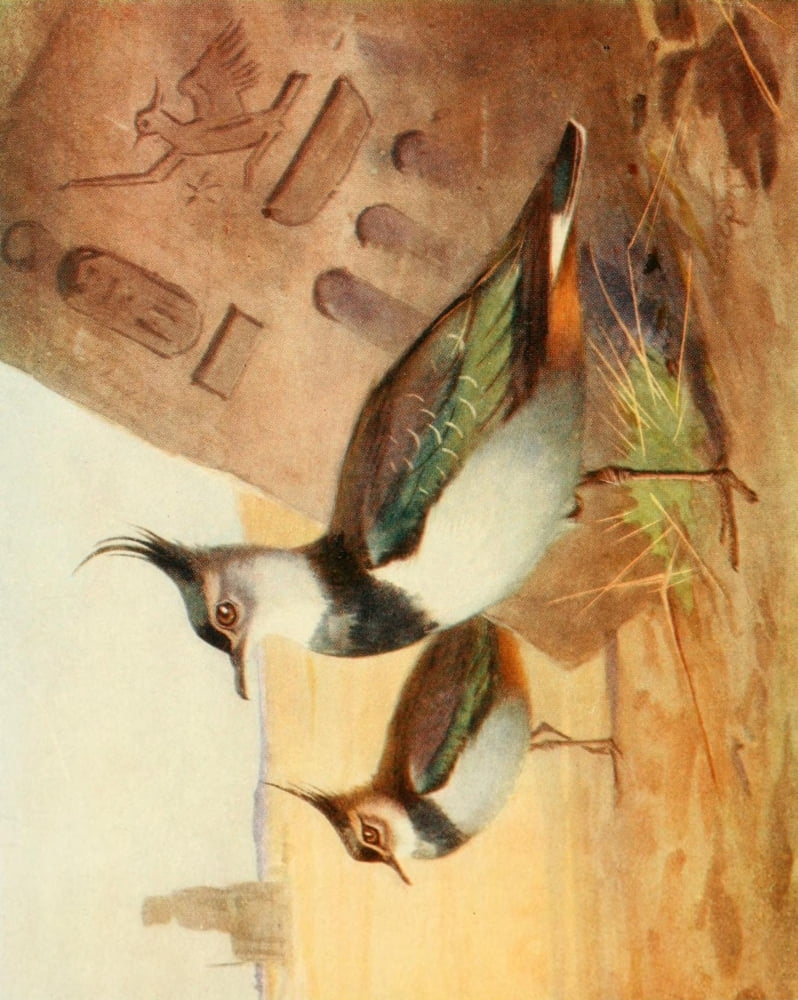 Egyptian Birds 1909 Green Plover or Lapwing Canvas Art - Charles Whymper (24 x 36)