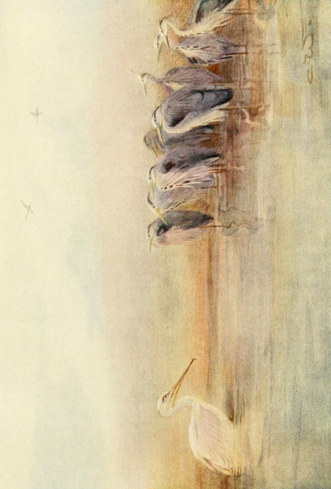 Egyptian Birds 1909 Herons at dawn on the Nile Canvas Art - Charles Whymper (18 x 24)