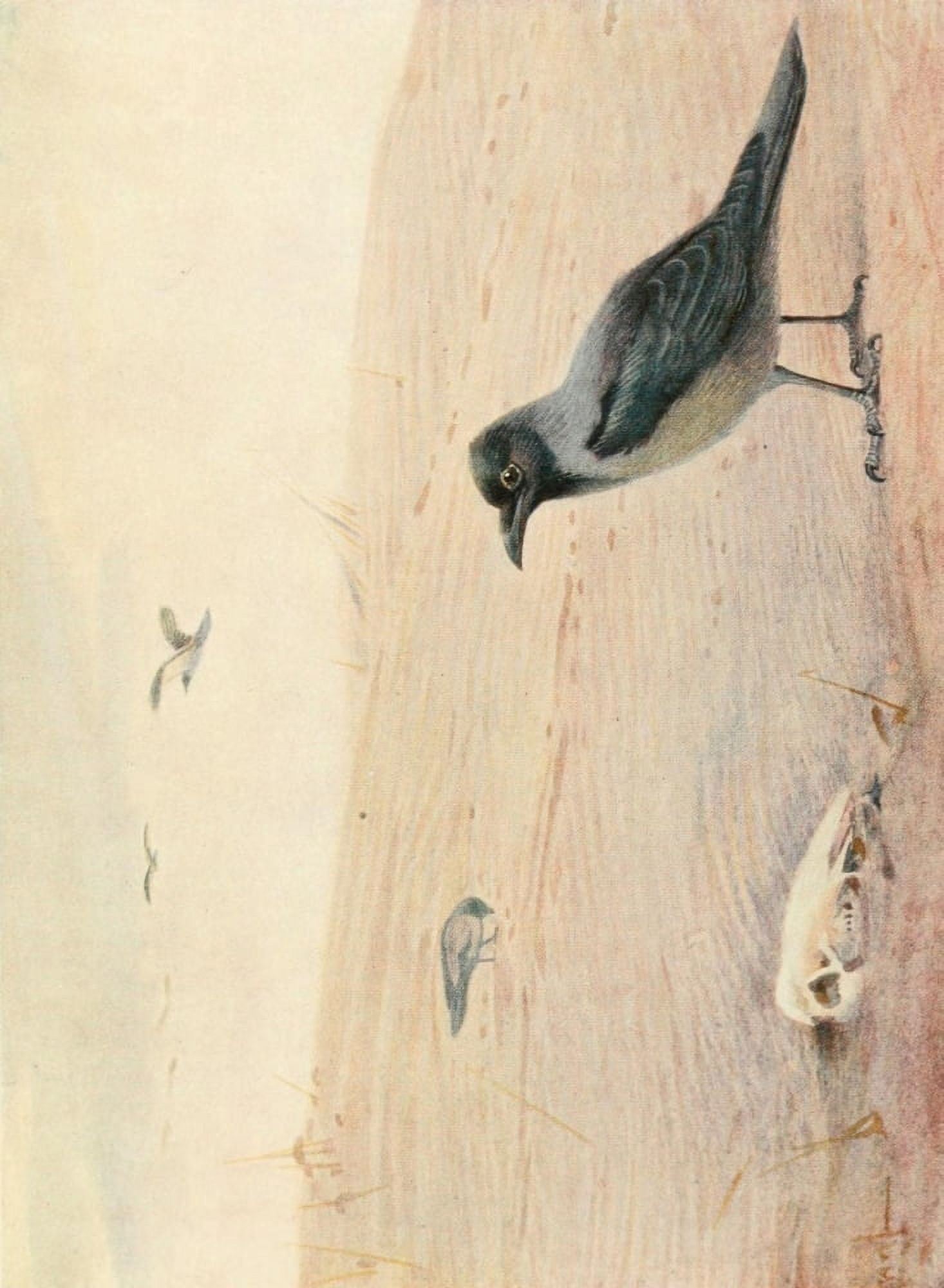 Egyptian Birds 1909 Hooded crow Canvas Art - Charles Whymper (18 x 24)