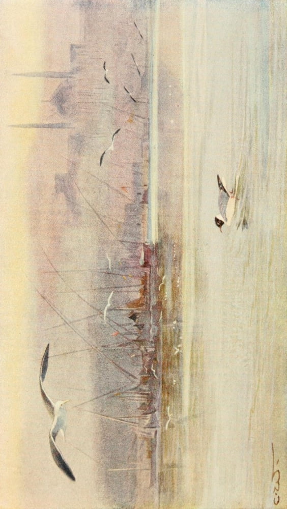 Egyptian Birds 1909 Lesser Black-backed gull & Black-headed gull at Cairo Canvas Art - Charles Whymper (24 x 36)