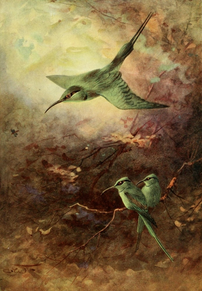 Egyptian Birds 1909 Little green bee-eater Canvas Art - Charles Whymper (18 x 24)