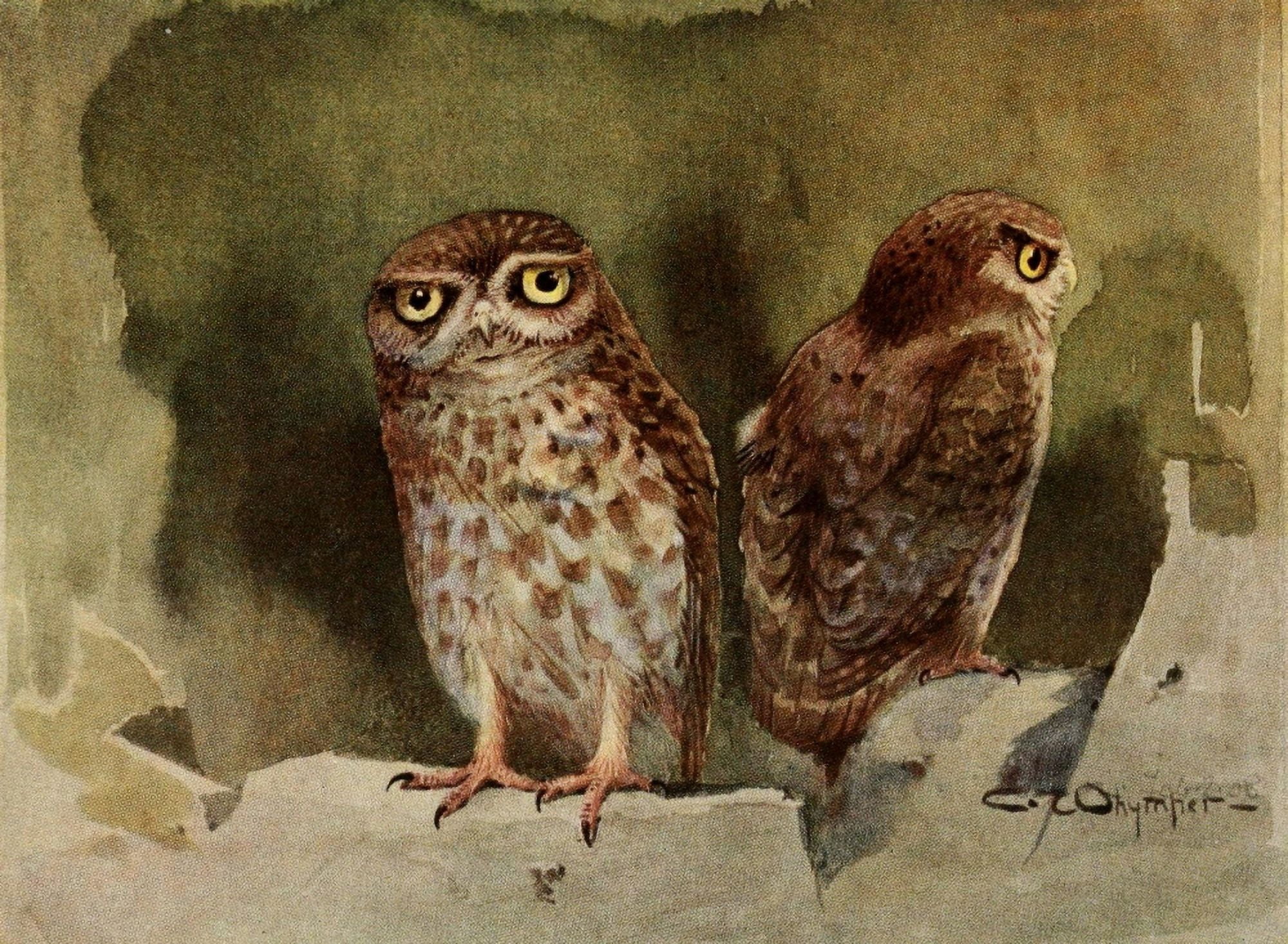 Egyptian Birds 1909 Little owl Canvas Art - Charles Whymper (18 x 24)