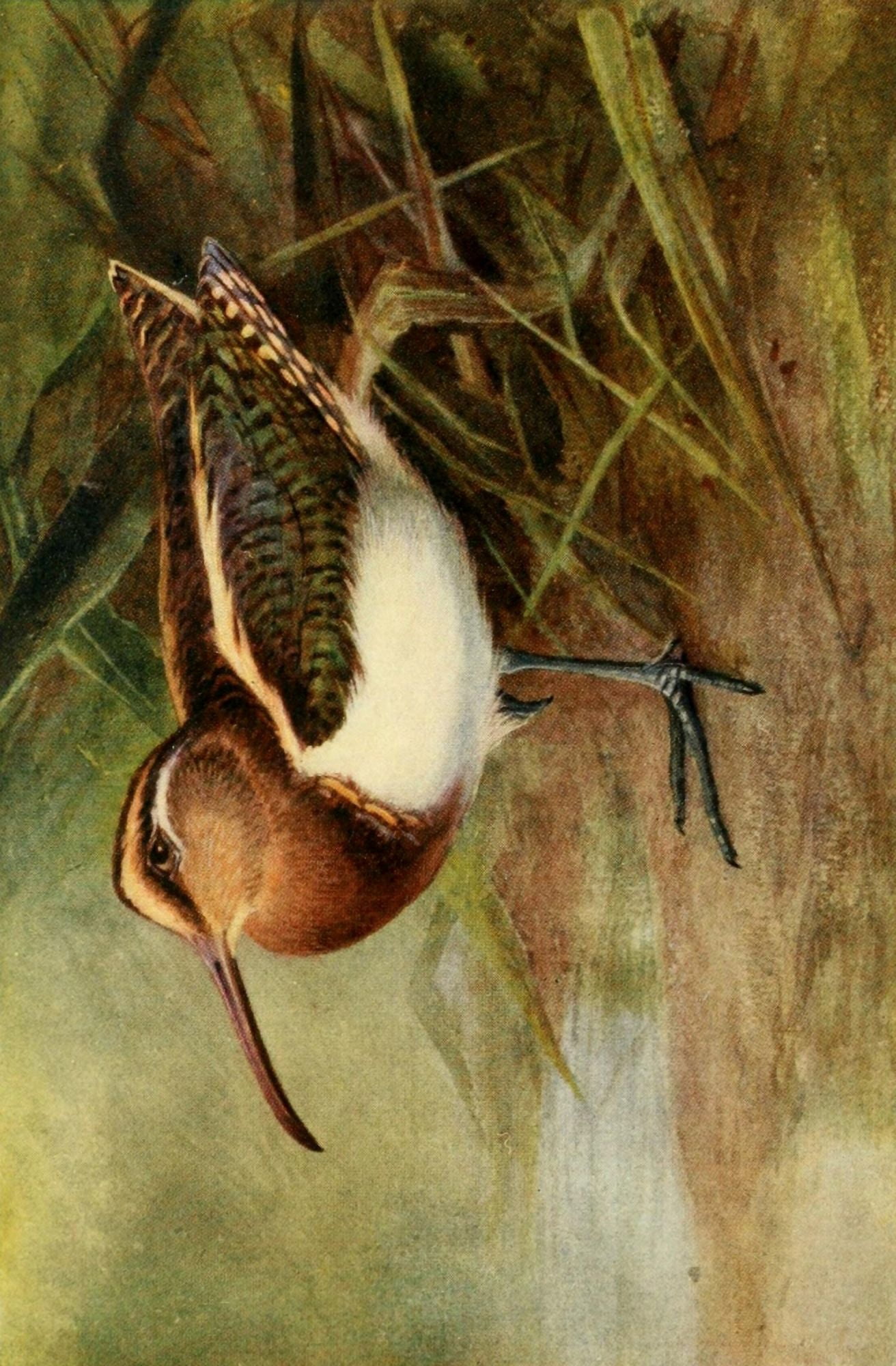 Egyptian Birds 1909 Painted Snipe Canvas Art - Charles Whymper (24 x 36)