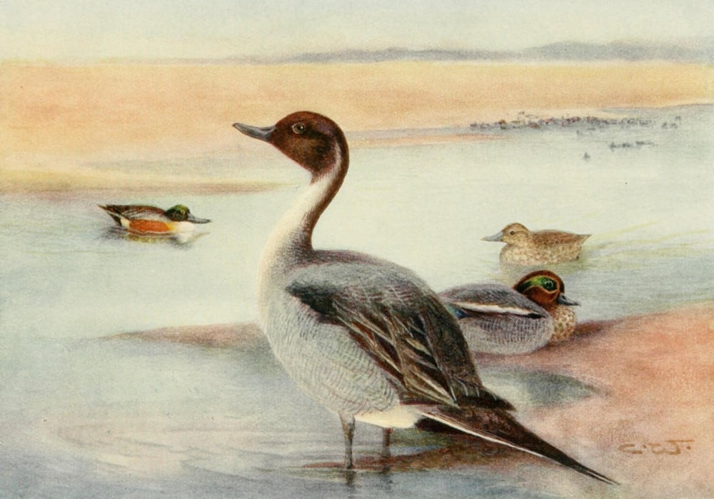 Egyptian Birds 1909 Pintail Teal & Shoveller Duck Canvas Art - C Whymper (24 x 36)