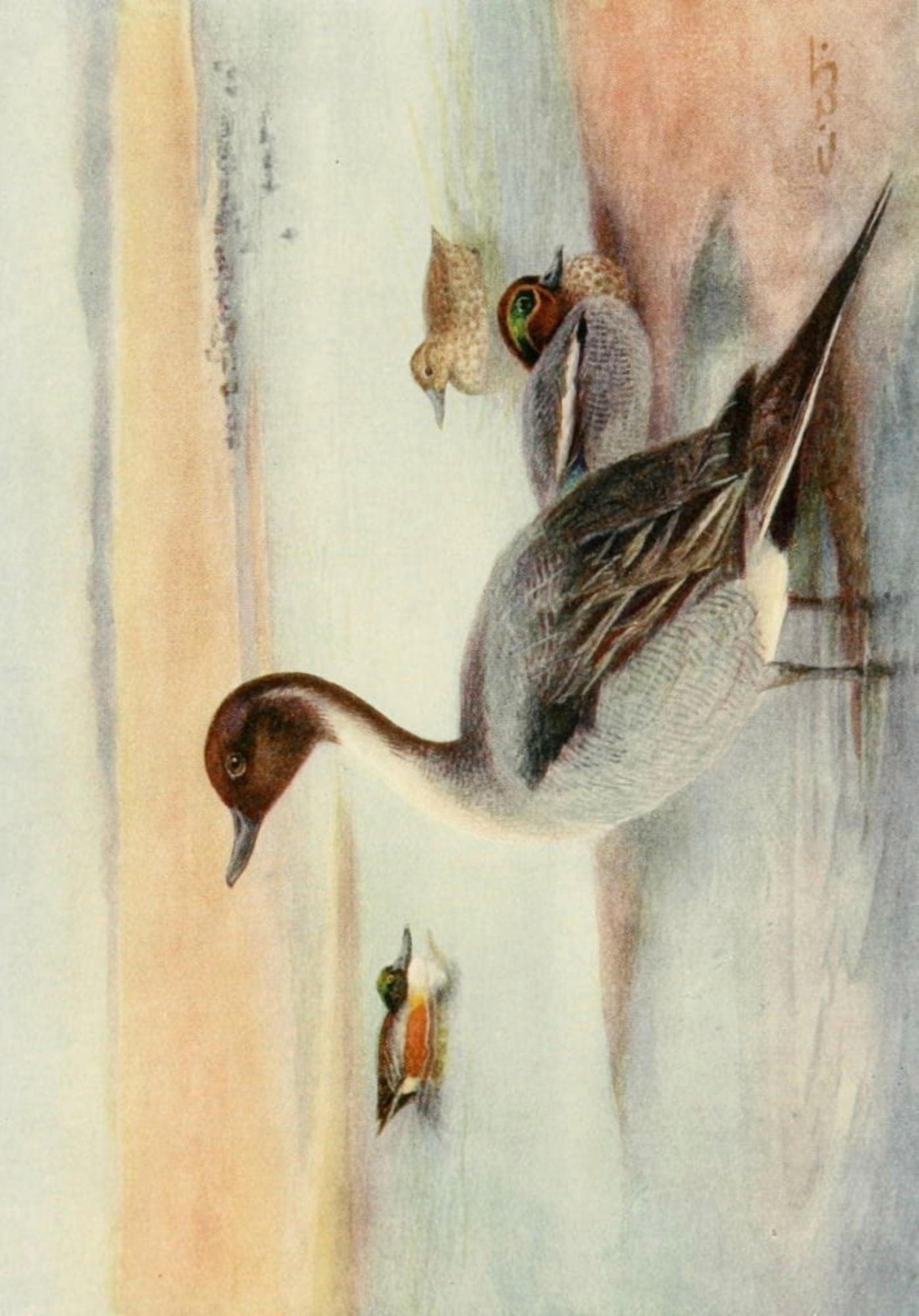 Egyptian Birds 1909 Pintail Teal & Shoveller Duck Canvas Art - Charles Whymper (18 x 24)