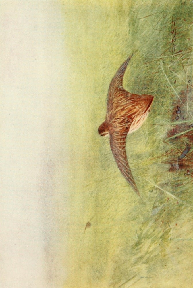 Egyptian Birds 1909 Quail Canvas Art - Charles Whymper (18 x 24)
