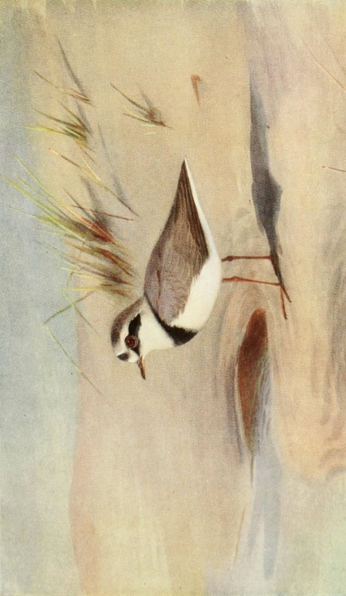 Egyptian Birds 1909 Ringed Plover Canvas Art - Charles Whymper (18 x 24)
