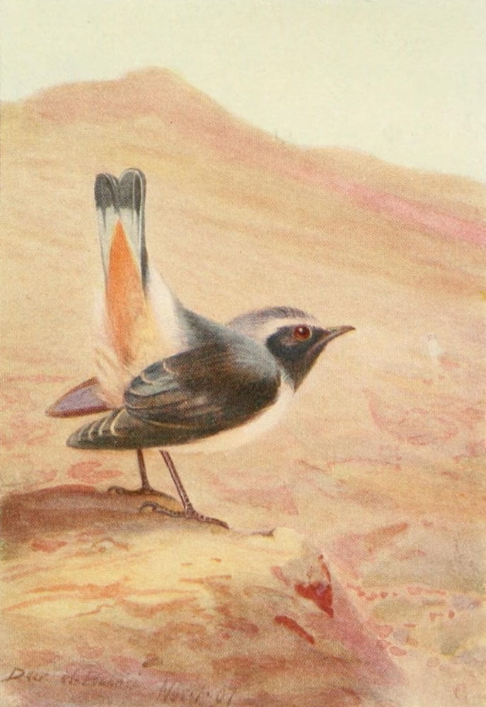 Egyptian Birds 1909 Rosy Chat Canvas Art - Charles Whymper (18 x 24)