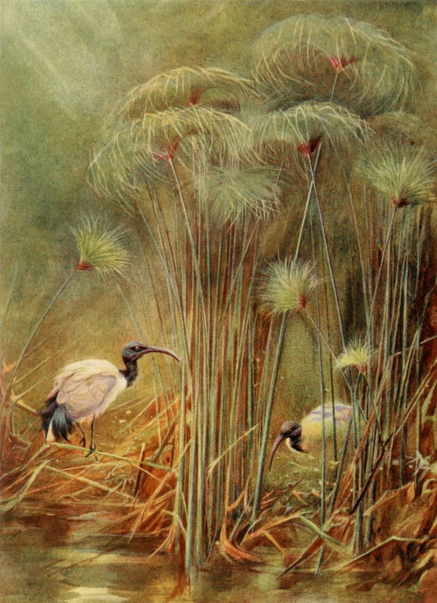 Egyptian Birds 1909 Sacred Ibis and papyrus Canvas Art - Charles Whymper (24 x 36)