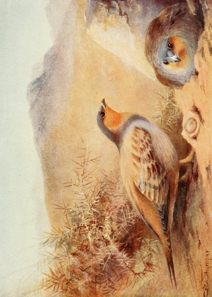 Egyptian Birds 1909 Sand-grouse Canvas Art - Charles Whymper (18 x 24)