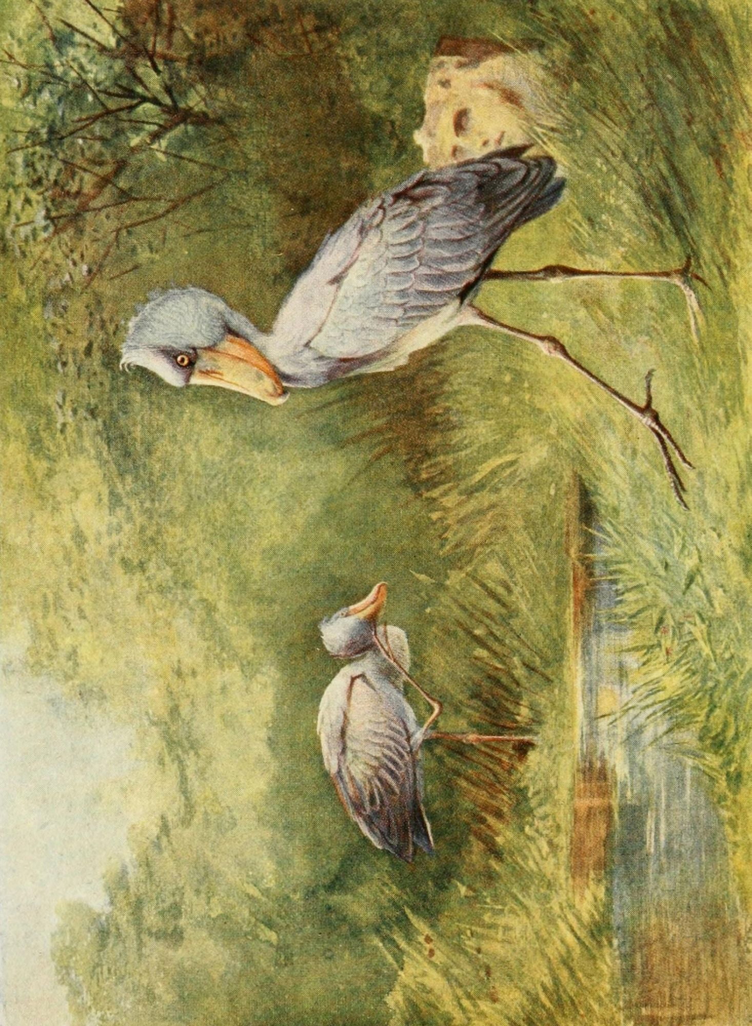Egyptian Birds 1909 Shoebill Stork Canvas Art - Charles Whymper (18 x 24)