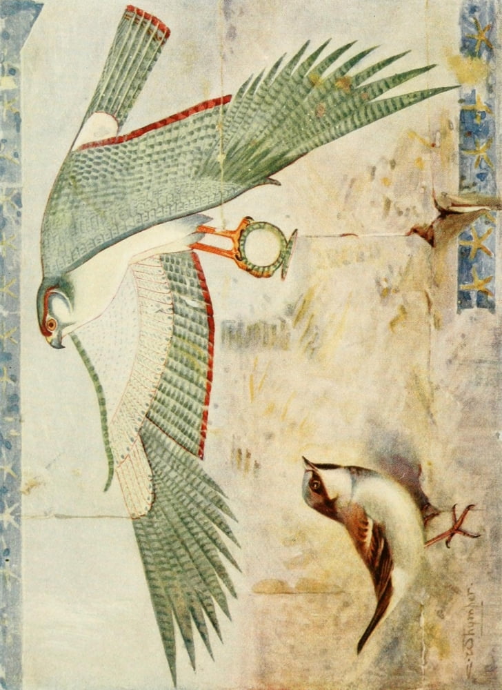 Egyptian Birds 1909 Sparrow in the Temple of Deir-el-Bahari Canvas Art - Charles Whymper (18 x 24)