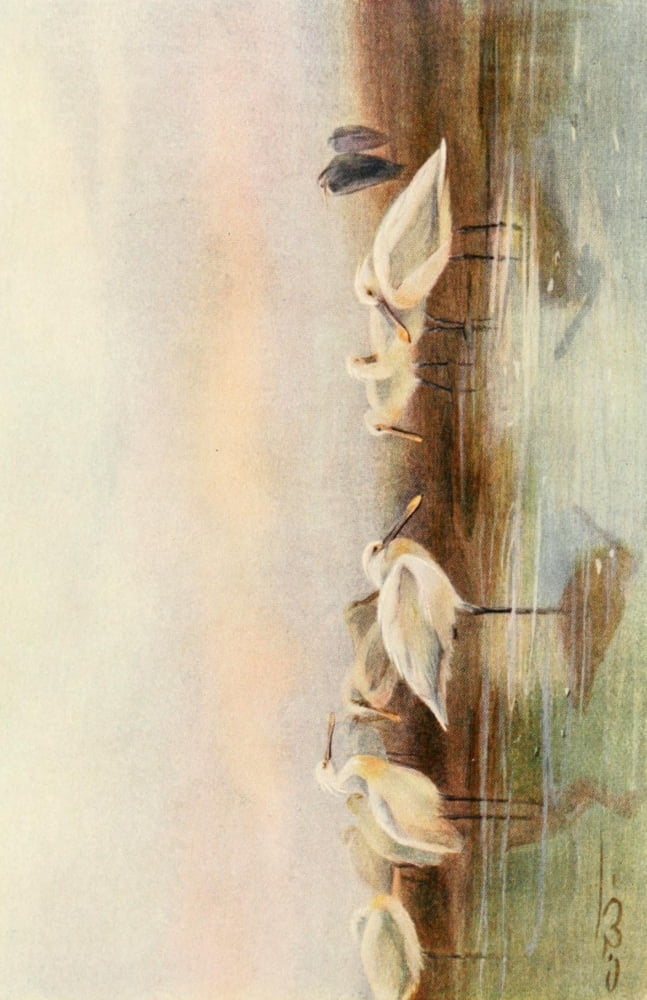 Egyptian Birds 1909 Spoonbills Canvas Art - Charles Whymper (18 x 24)
