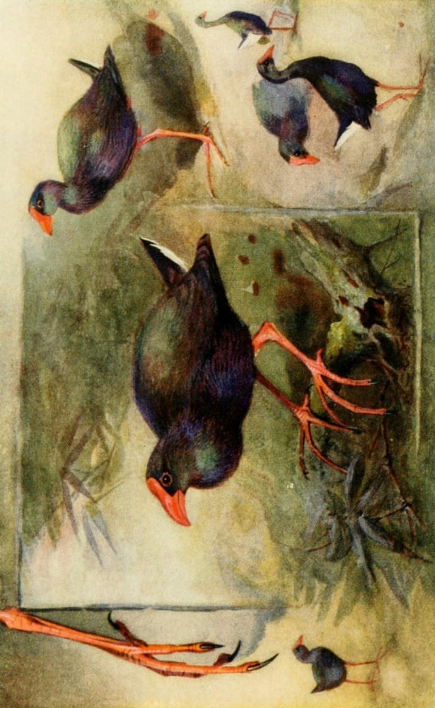 Egyptian Birds 1909 Studies of Gallinule Canvas Art - Charles Whymper (18 x 24)