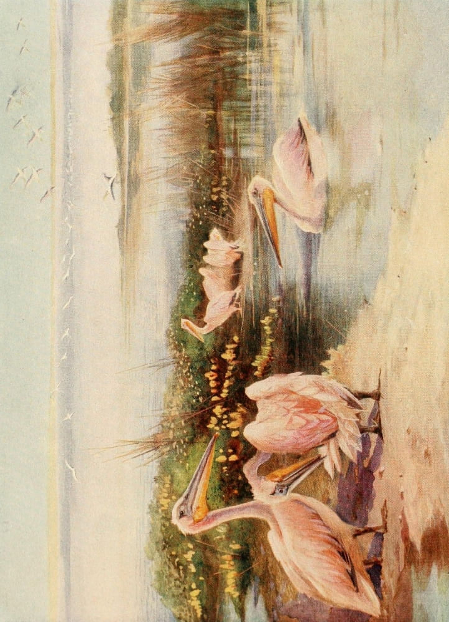 Egyptian Birds 1909 White Pelicans Canvas Art - Charles Whymper (18 x 24)
