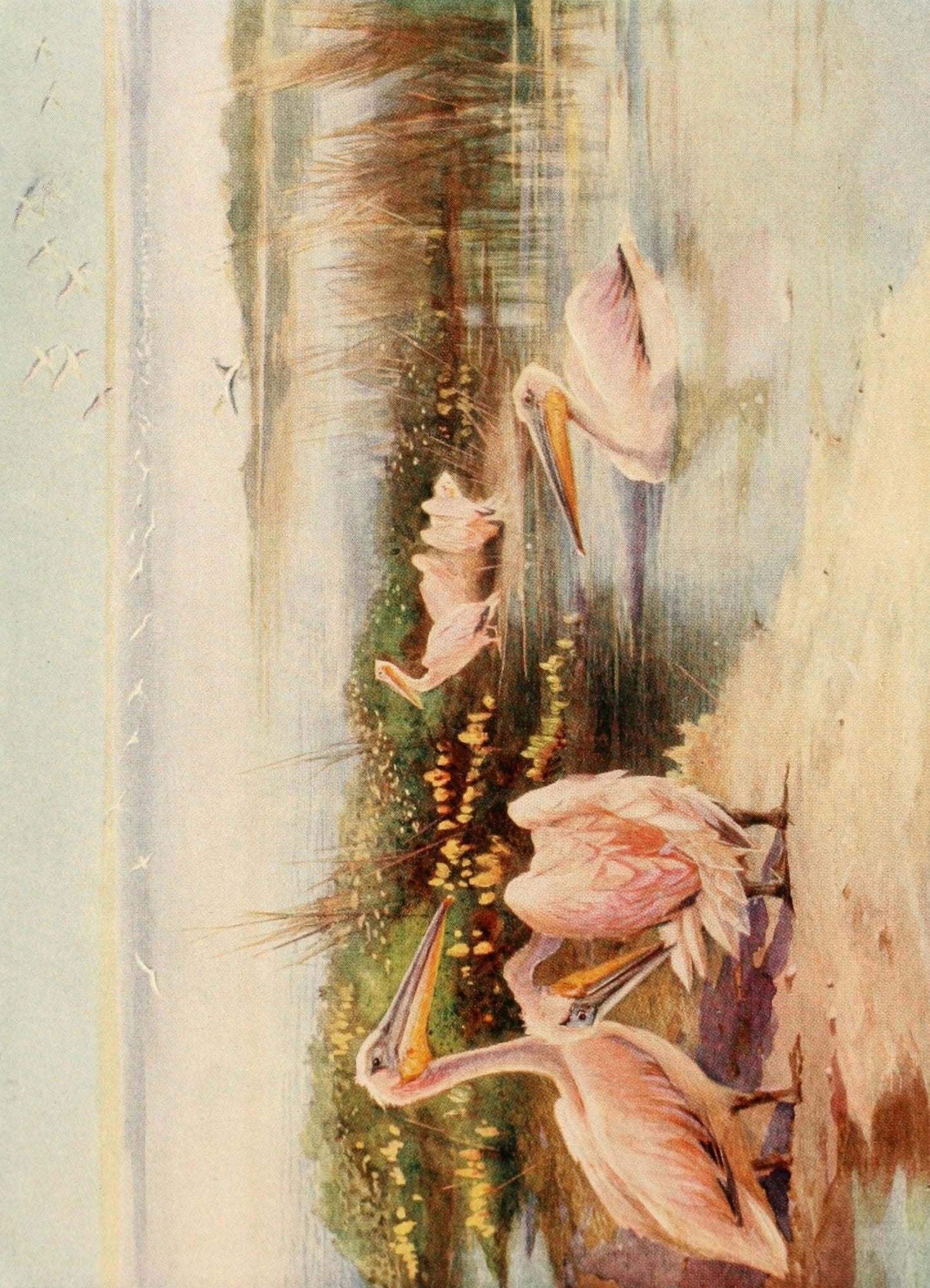 Egyptian Birds 1909 White Pelicans Canvas Art - Charles Whymper (24 x 36)