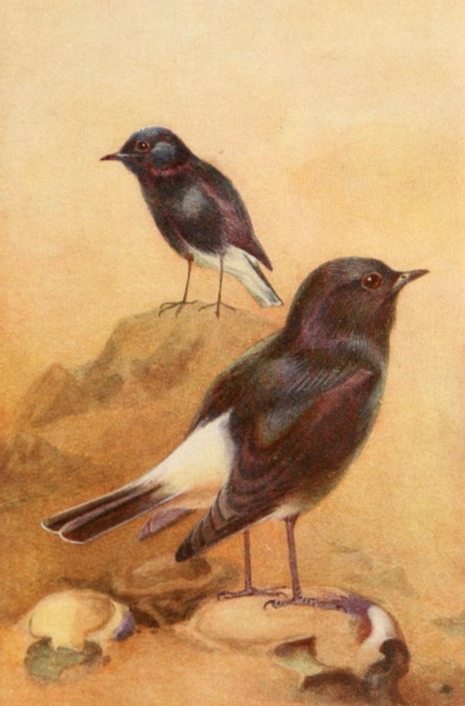 Egyptian Birds 1909 White-rumped Chat Canvas Art - Charles Whymper (24 x 36)