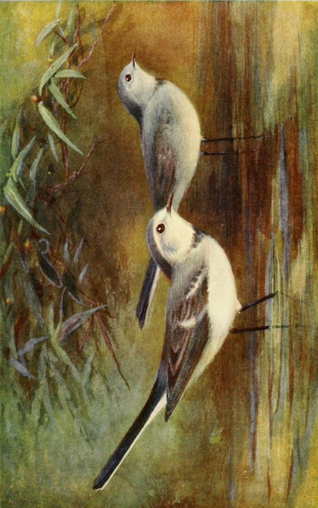 Egyptian Birds 1909 White wagtail Canvas Art - Charles Whymper (24 x 36)