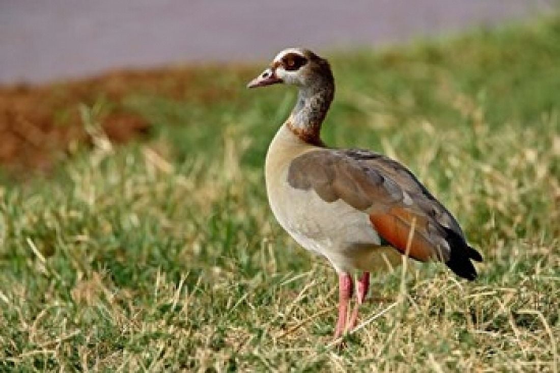 Egyptian Goose Samburu Game Reserve Kenya Canvas Art - Adam Jones DanitaDelimont (24 x 15)