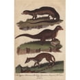thumbnail image 1 of Egyptian Ichneumon, Indian Ichneumon Or Mongoosea Poster Print By ® Florilegius Mary Evans (18 X 24), 1 of 3