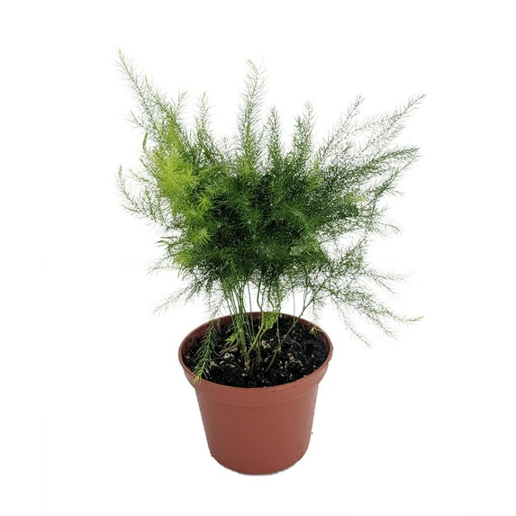 Egyptian Pyramid Fern - Asparagus pyramidalis - 2.5" Pot