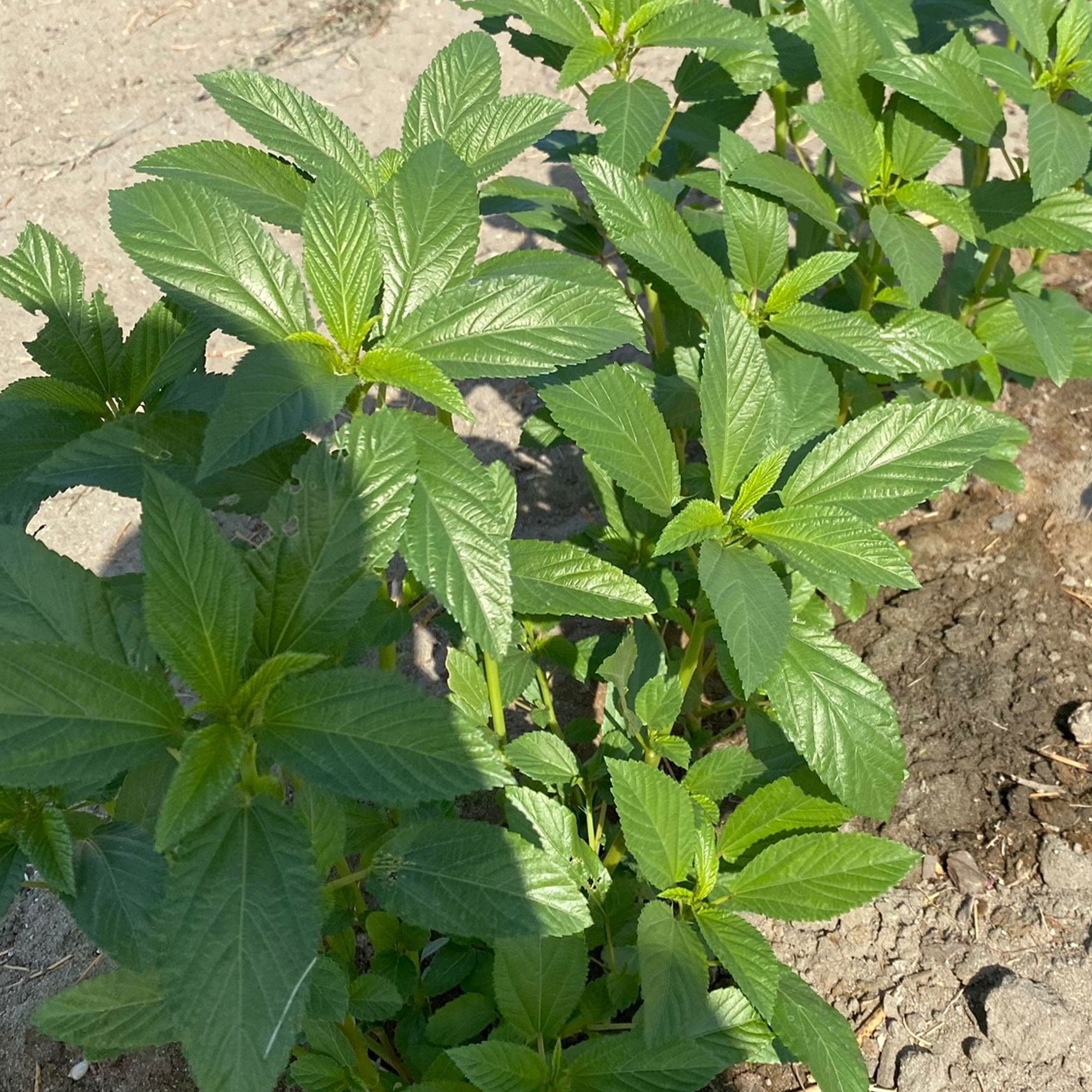 Egyptian Spinach Seeds - Molokhia - 1 Oz ~14800 Seeds - Non-GMO, Heirloom - Asian Garden Vegetable