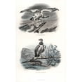 thumbnail image 1 of Egyptian Vulture (Endangered) And Hooded Vulturea Poster Print By ® Florilegius Mary Evans (24 X 36), 1 of 3