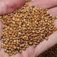 thumbnail image 1 of Egyptian Wheat Seed - 20 Lbs., 1 of 1