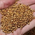 thumbnail image 1 of Egyptian Wheat Seed - 50 Lbs., 1 of 1