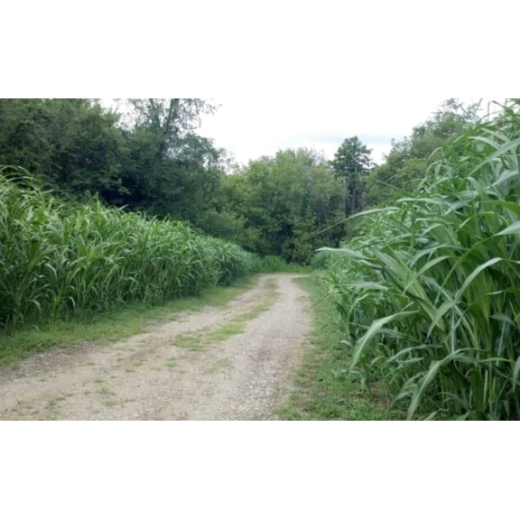 Egyptian Wheat Seeds for Planting - Can Grow to 10 Feet Tall - Grow Chicken Corn, Great for Birds (200 Seeds)
