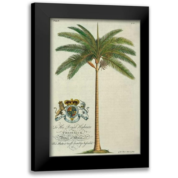Ehret, Georg 11x14 Black Modern Framed Museum Art Print Titled - King Palm