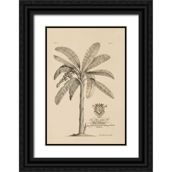 Ehret, Georg 11x14 Black Ornate Wood Framed with Double Matting Museum Art Print Titled - Banana Tree