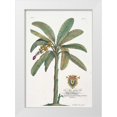 thumbnail image 1 of Ehret, Georg 23x32 White Modern Wood Framed Museum Art Print Titled - Banana Tree, 1 of 4