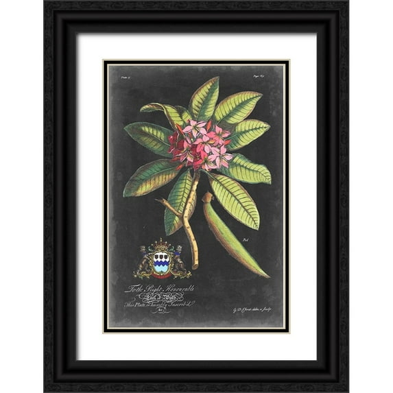 Ehret, George 13x18 Black Ornate Wood Framed with Double Matting Museum Art Print Titled - Dramatic Royal Botanical V