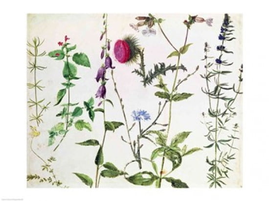 Eight Studies of Wild Flowers Canvas Art - Albrecht Durer (24 x 18)