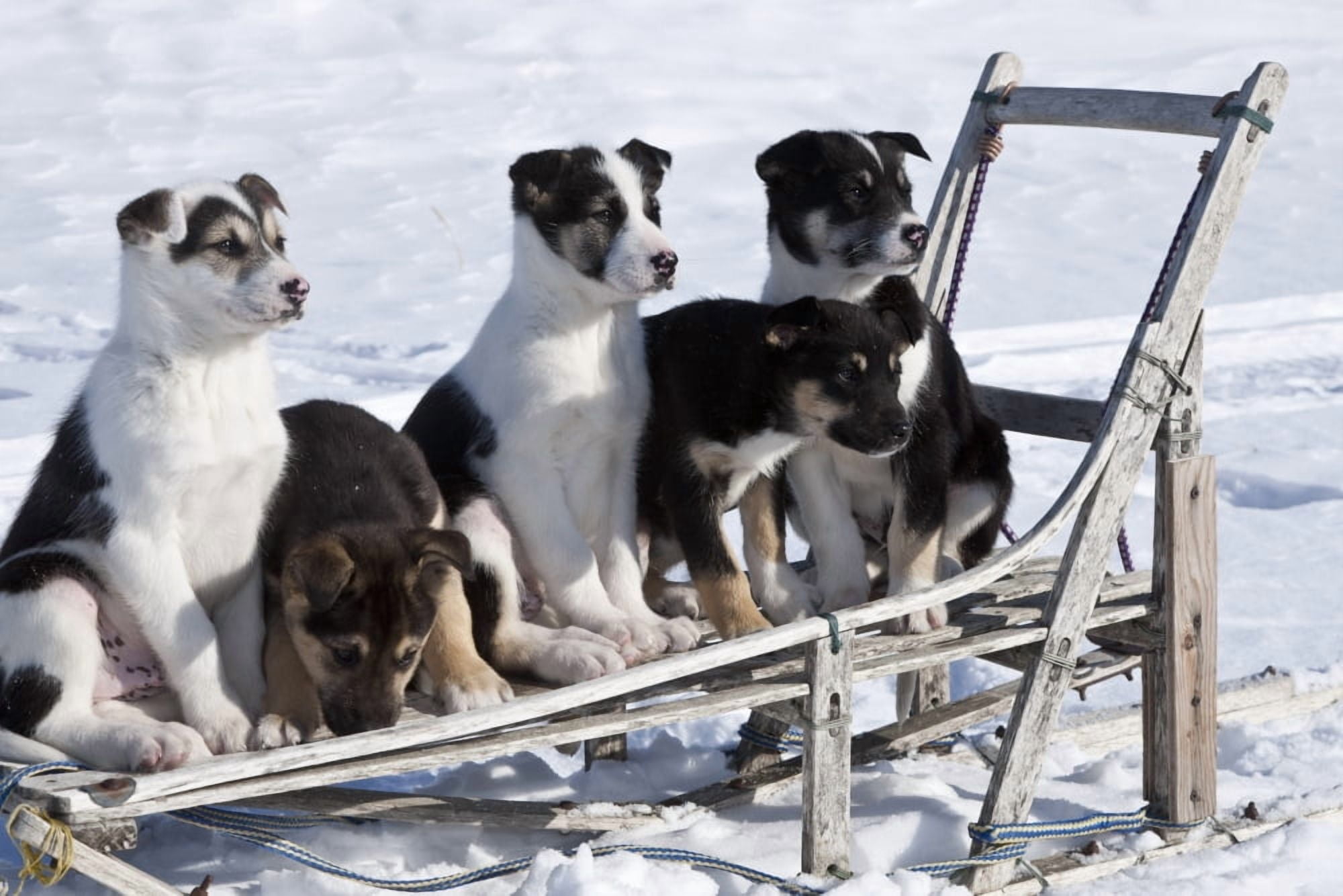 Eight Week Old Iditarod Husky Pups Sit In An Antique Wooden Sled In Nome During The 2010 Iditarod Canvas Art - Jeff Schultz Design Pics (17 x 11)
