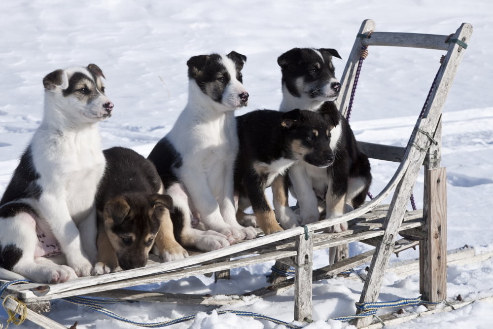 Eight Week Old Iditarod Husky Pups Sit In An Antique Wooden Sled In Nome During The 2010 Iditarod Canvas Art - Jeff Schultz Design Pics (34 x 22)
