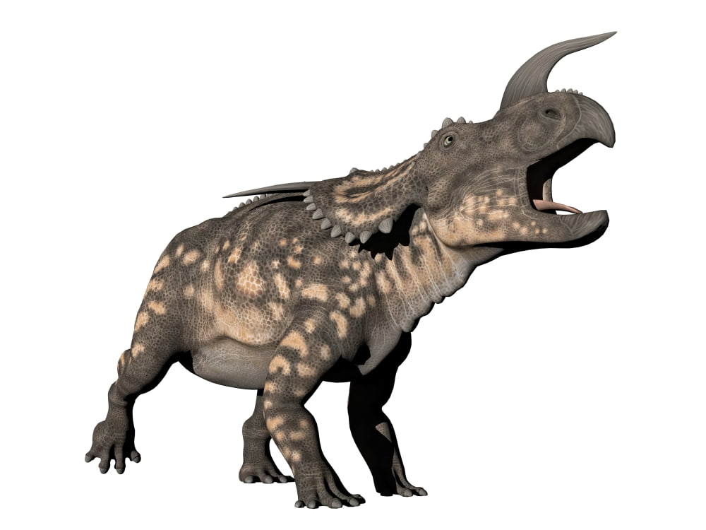 Einiosaurus dinosaur white background Canvas Art - Elena DuvernayStocktrek Images (17 x 13)