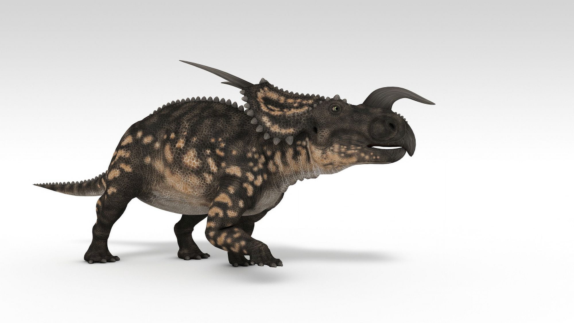 Einiosaurus dinosaur white background Canvas Art - Kostyantyn IvanyshenStocktrek Images (19 x 11)
