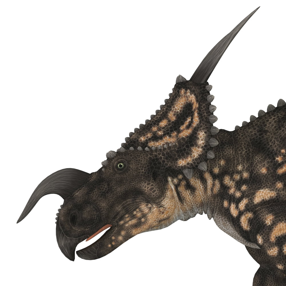 Einiosaurus portrait Canvas Art - Corey FordStocktrek Images (28 x 28)