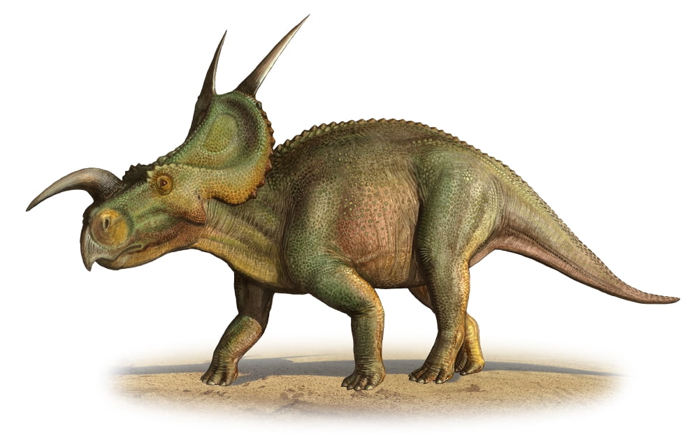 Einiosaurus procurvicornis a prehistoric era Canvas Art - Sergey KrasovskiyStocktrek Images (18 x 12)