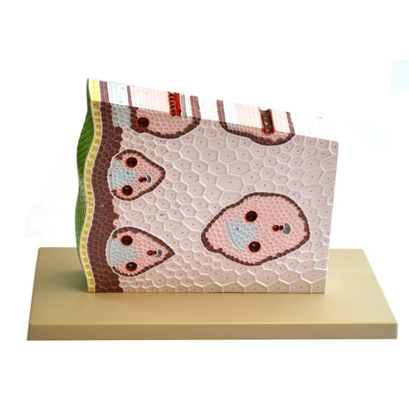 Eisco 3D Hand Painted Detailed Monocot Stem Model, Cross Sectional View, Magnified, 11" x 18" x 8"