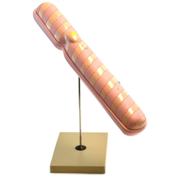 Eisco Labs 22" Model Chromosome Hand Painted Adult Science Models & Kits White